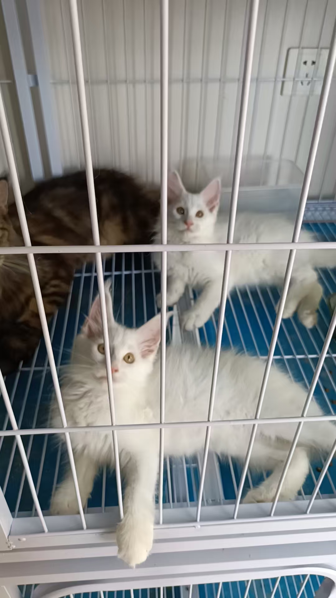 缅因猫
